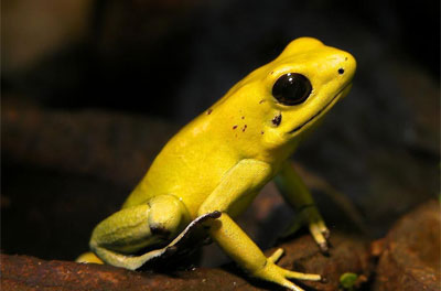 yellow_frog
